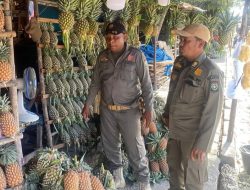Satpol PP Kampar Tertibkan Pedagang Jualan Nanas di Atas Trotoar Yang Kedua Kalinya Tahun Ini