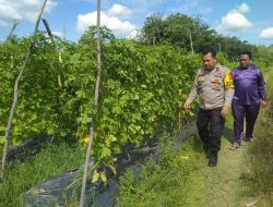 Bhabinkamtibmas Desa Batu Belah Ini Berjuang Wujudkan Ketahanan Pangan di Desa Batu Belah